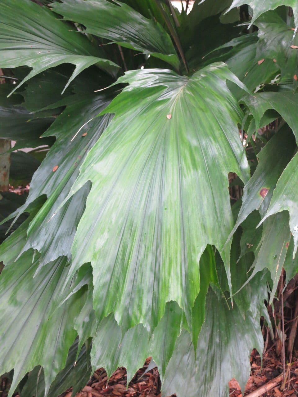 Arenga 3