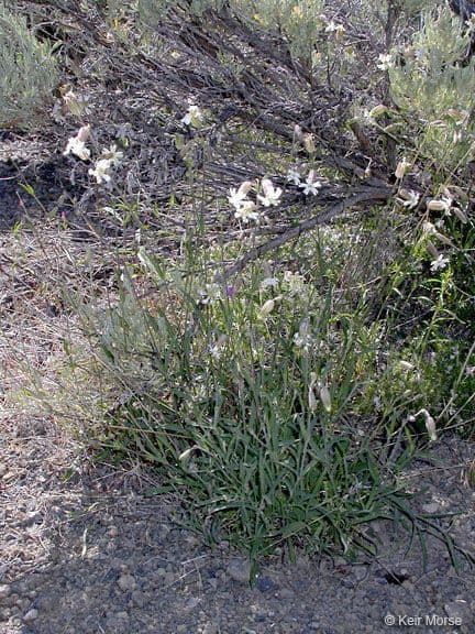 Silene 7