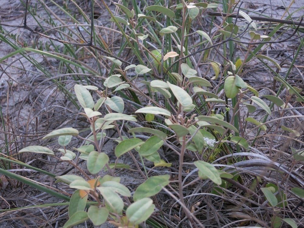 Croton punctatus 7