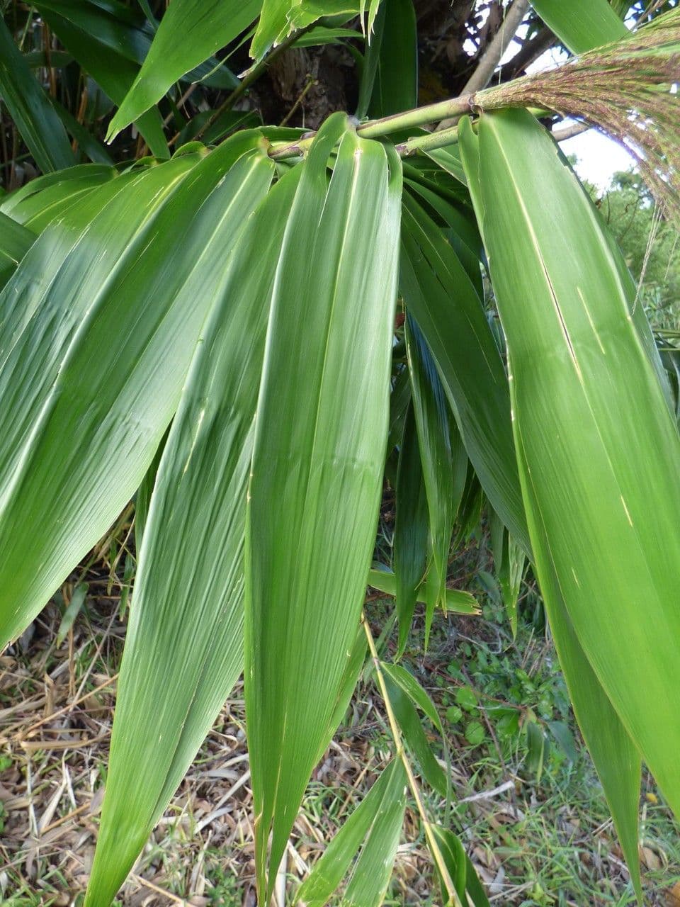 Erba tigre 14