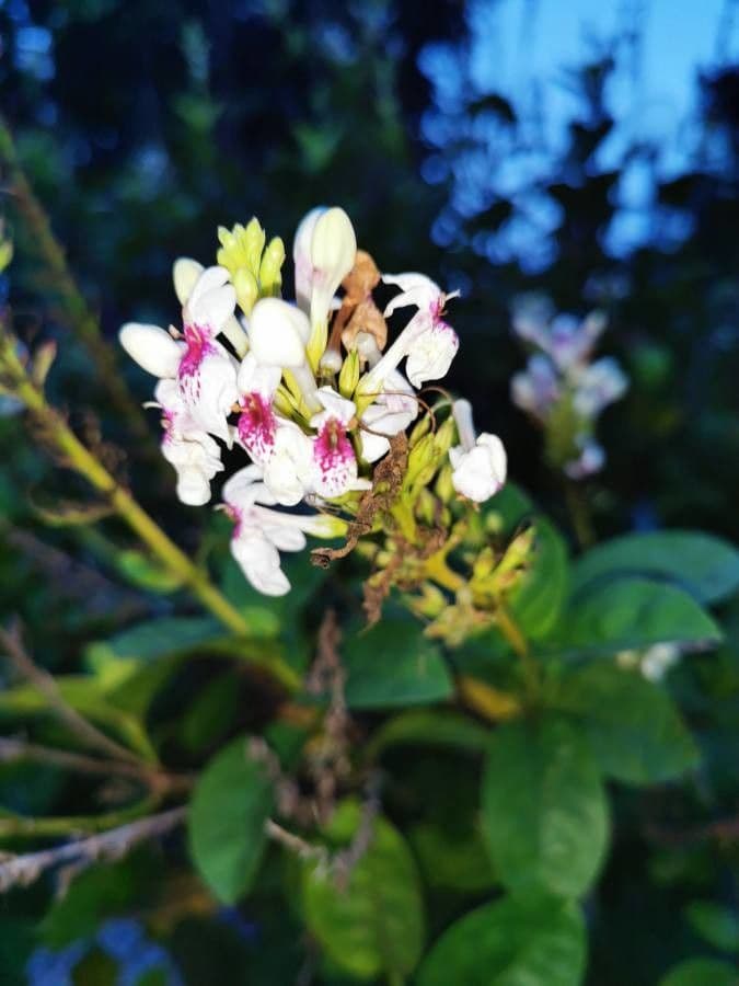 Pseuderanthemum 29
