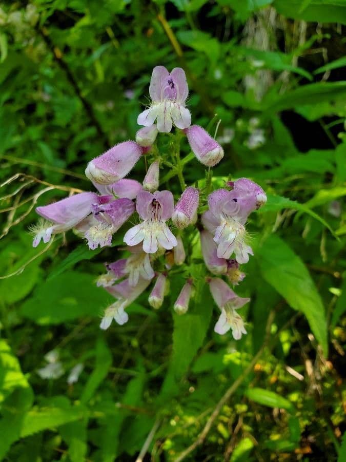 Penstemon šedý 5