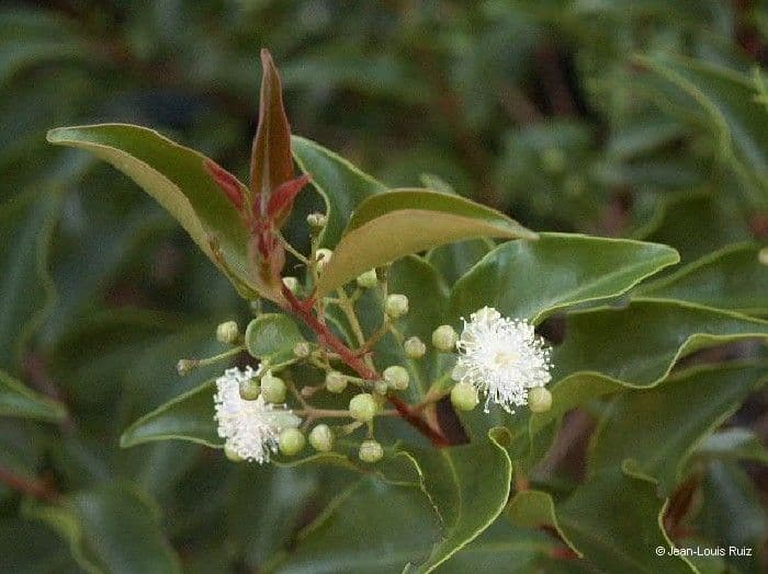Archirhodomyrtus 2