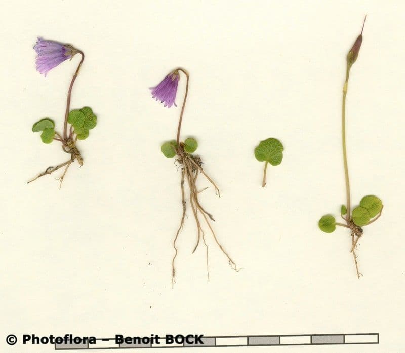 Zwerg-Glockenblume 17