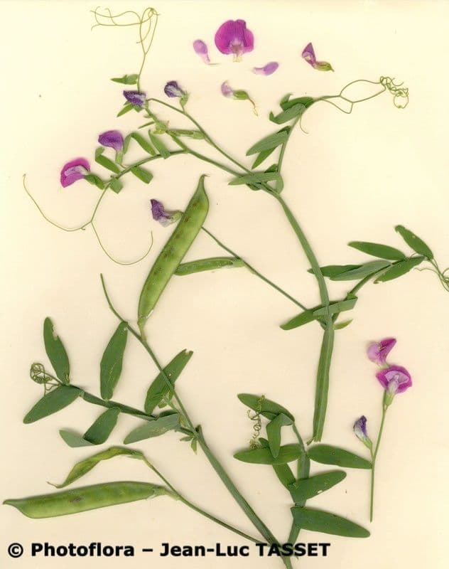 Cicerchia clymenum 27