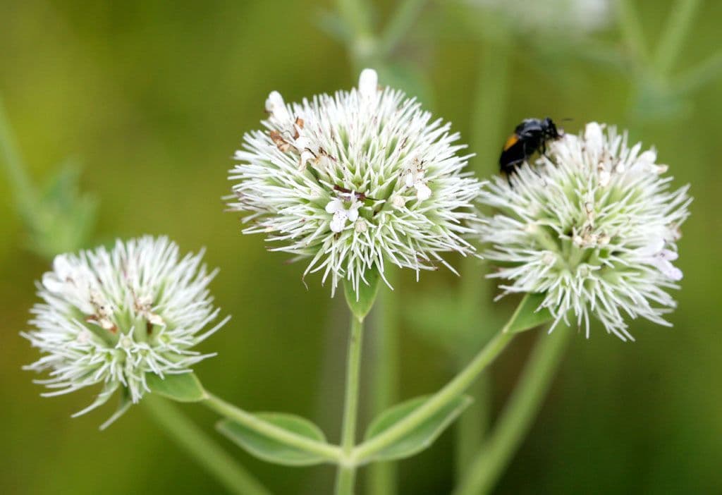 Hyptis alata 3