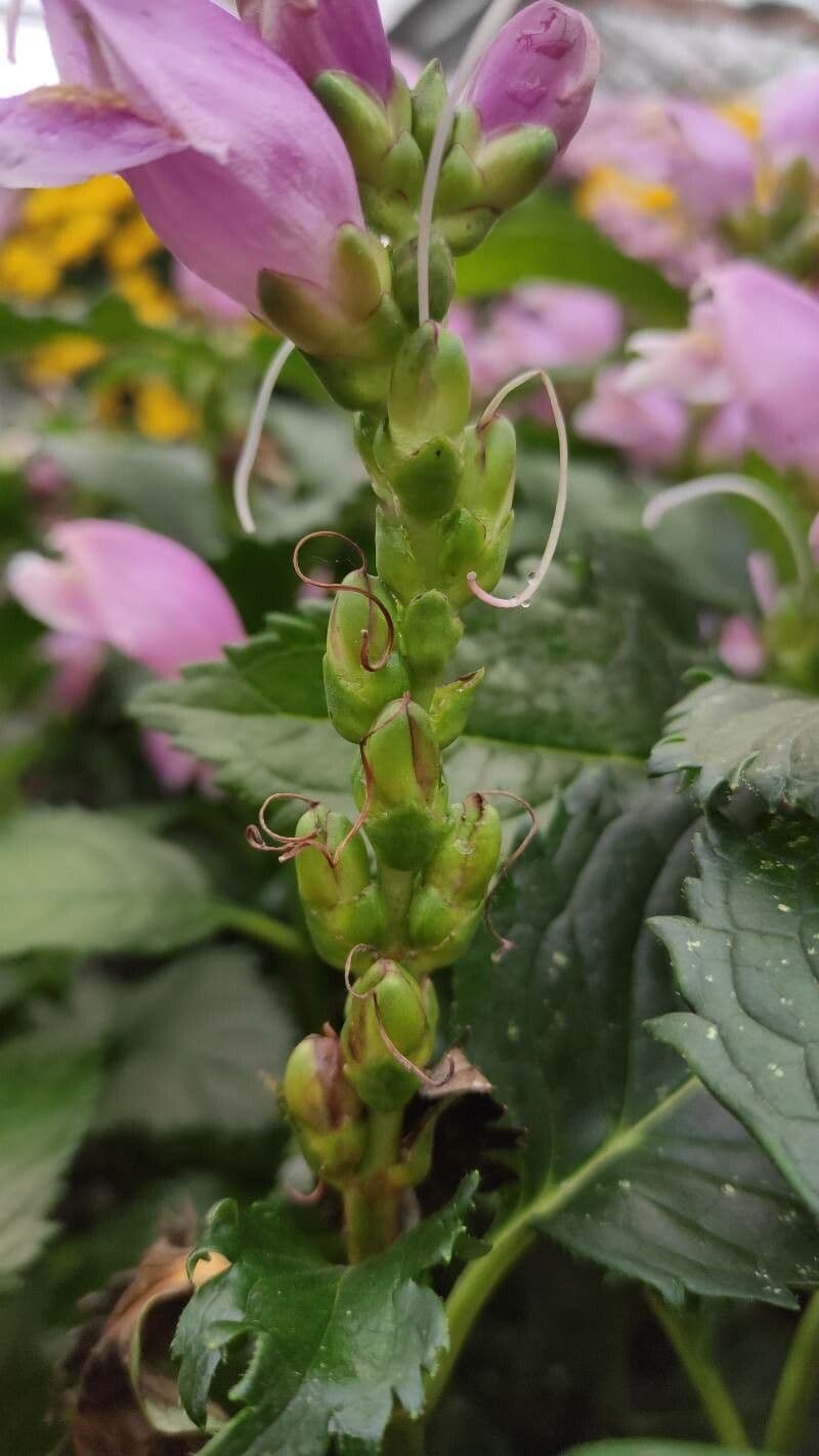 Chelone 2