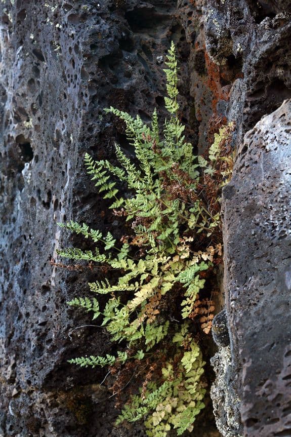 Felce delle scogliere dell'Oregon 4