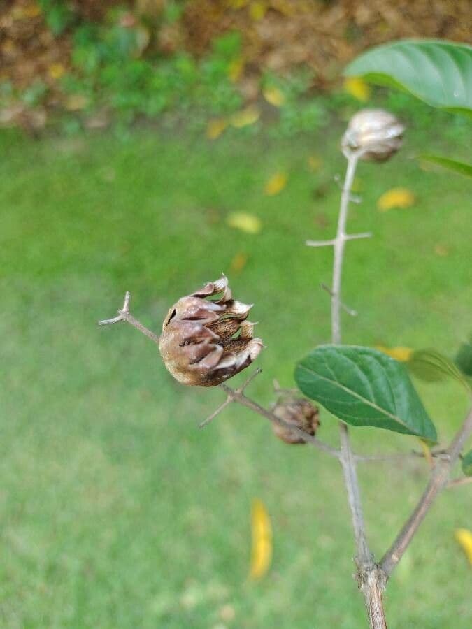 Physocalymma