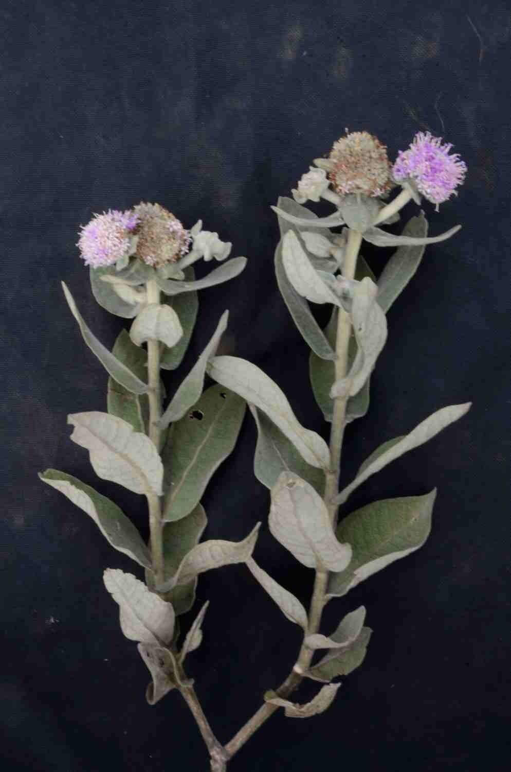 Eremanthus 6
