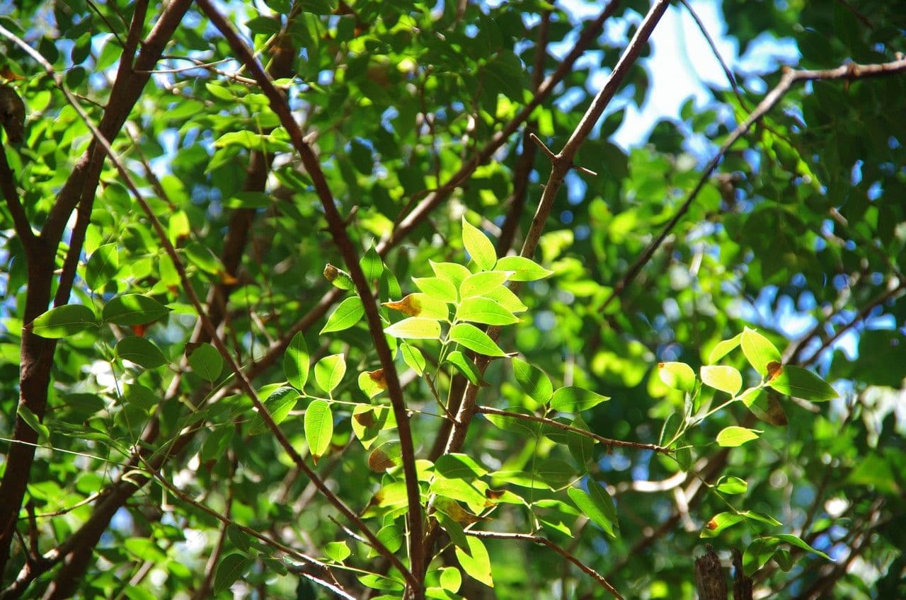 Magnolia 3