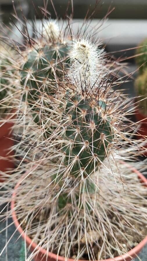 Nopal espinoso 20