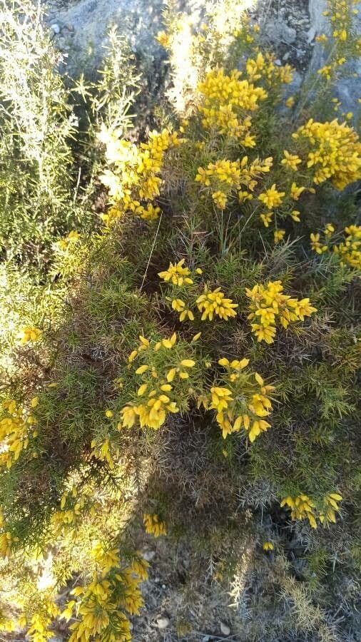 Ginestrone minore 16