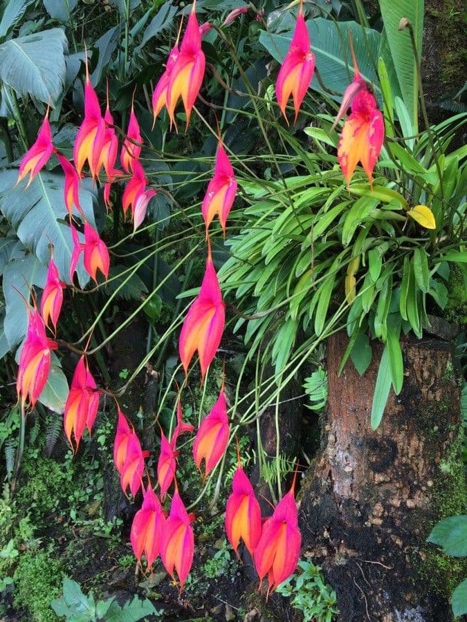 Masdevallia 10