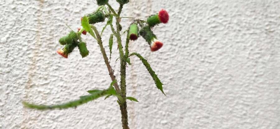 Emilia sonchifolia 7