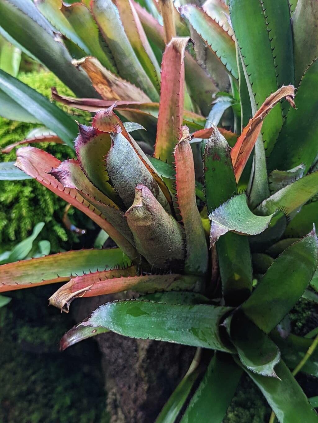 Aechmea 11