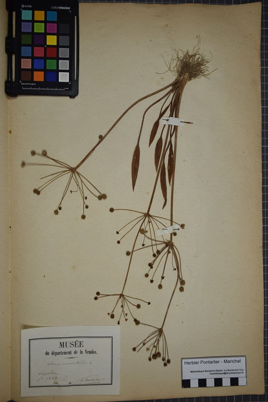 Alisma ranuncoloide 23