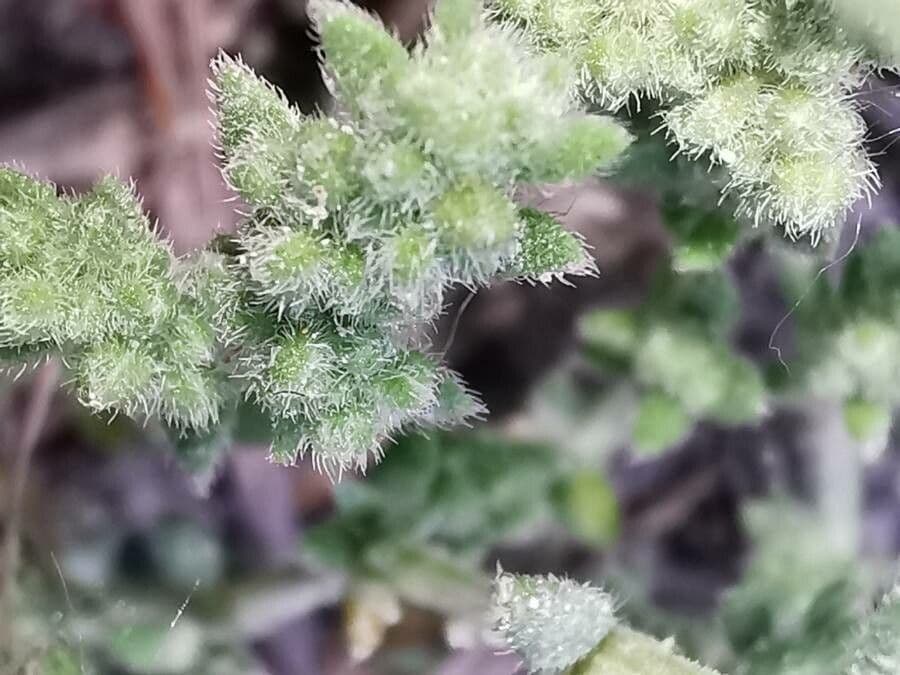Herniaria hirsuta 8