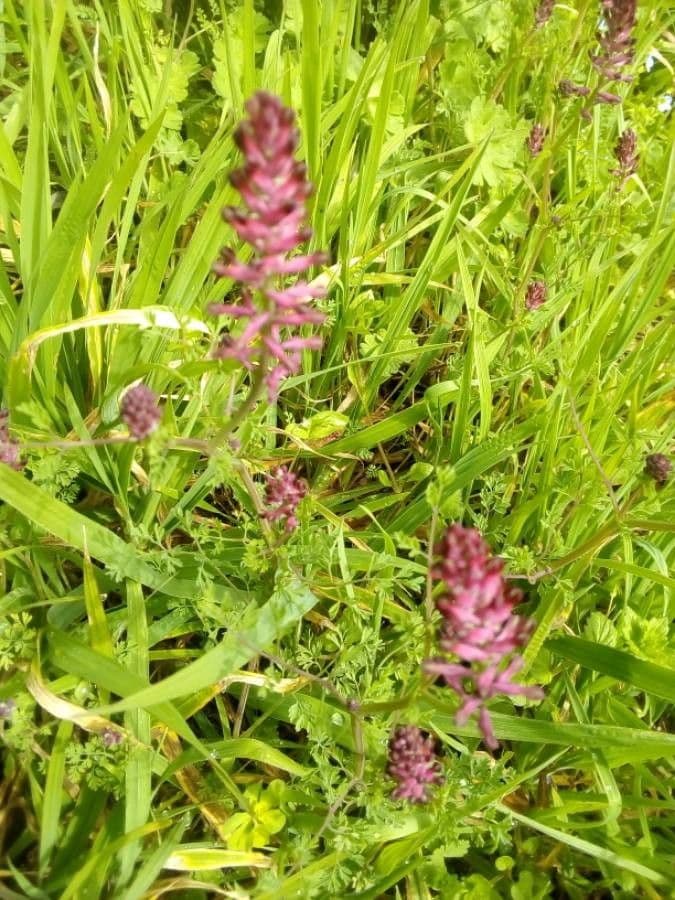 Fumaria bicolore