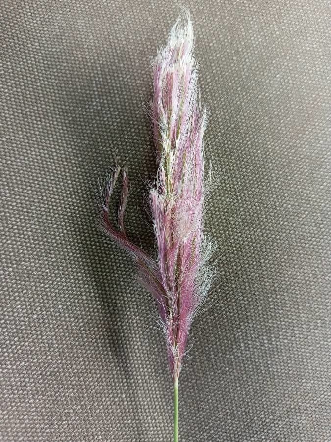 Tetrapogon 4