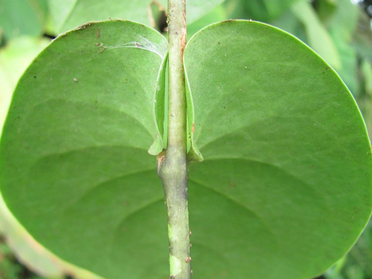 Cavendishia 9