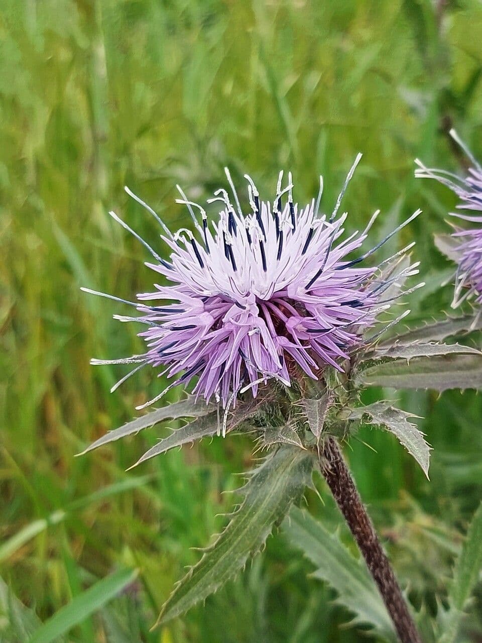 Blaue Distel 5
