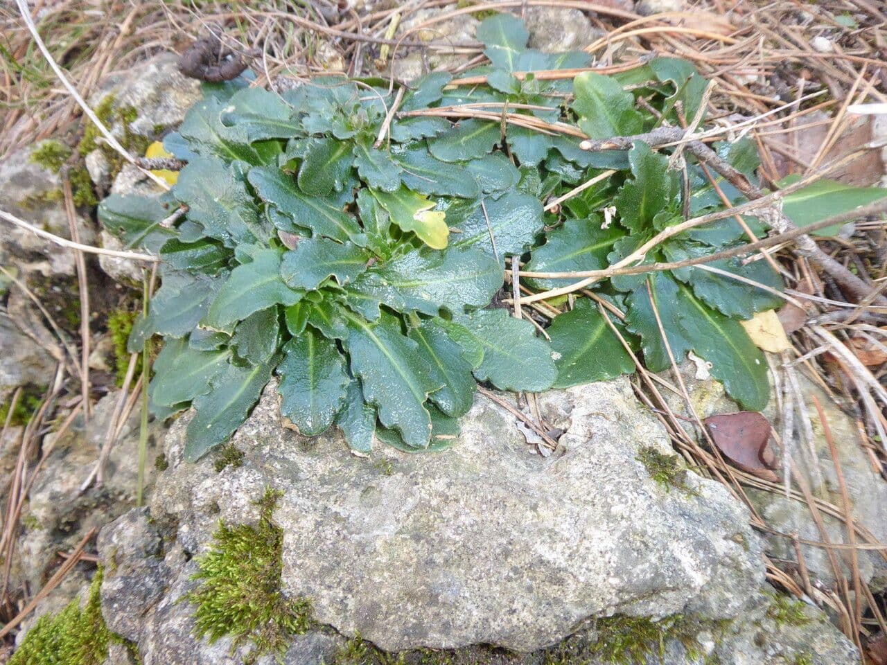 Arabis 17