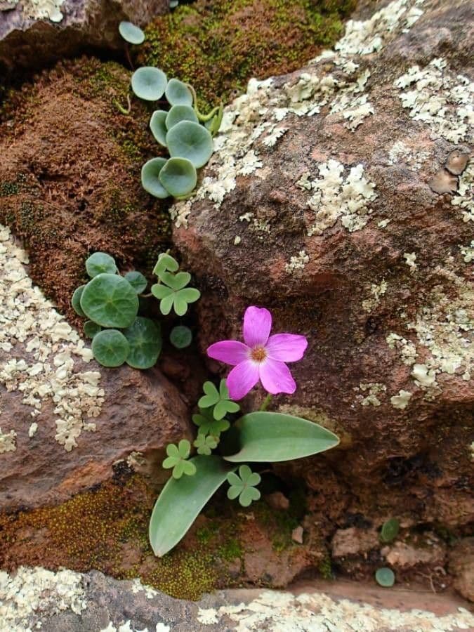 Acetosa debilis 6