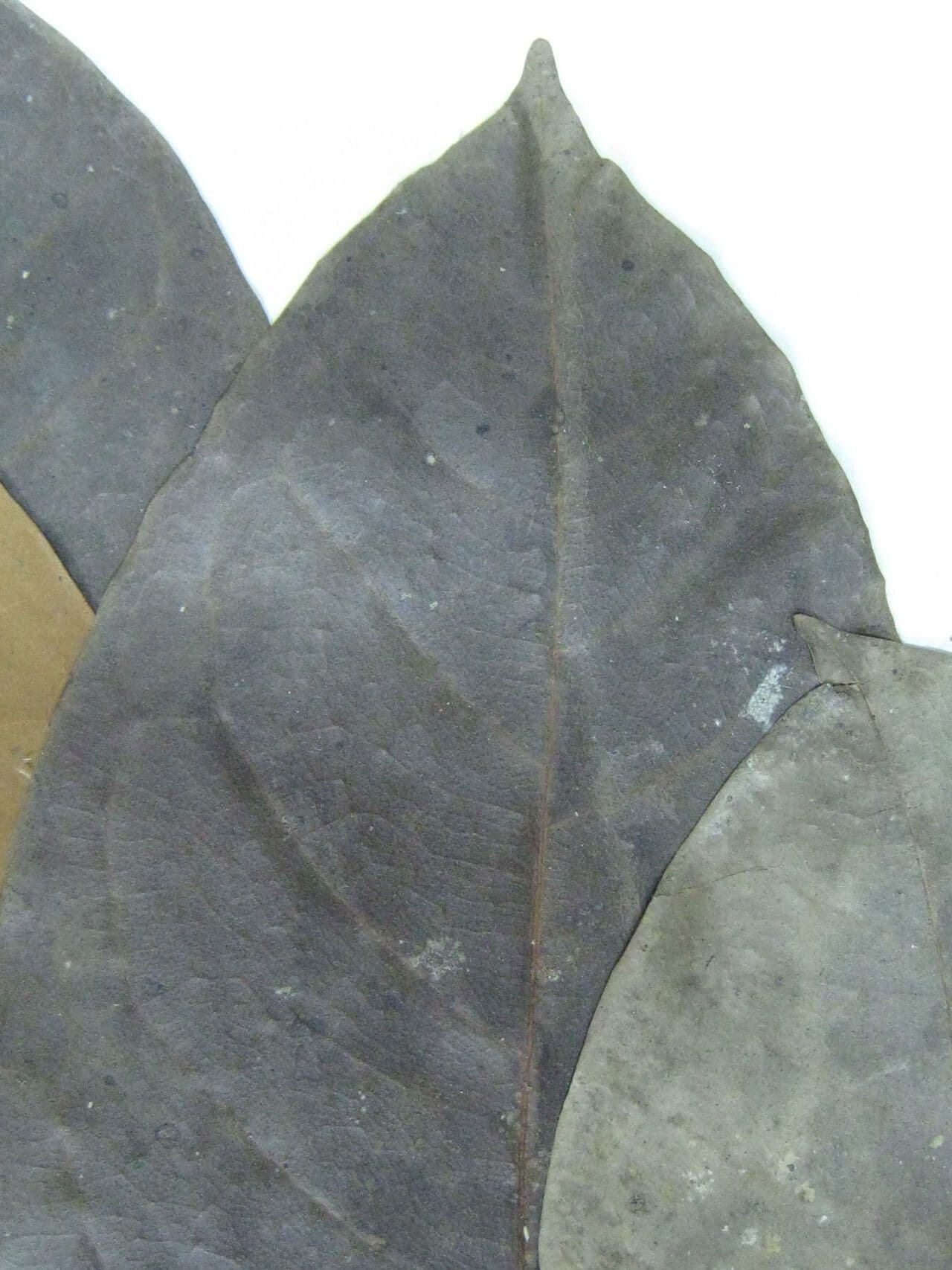 Aniba