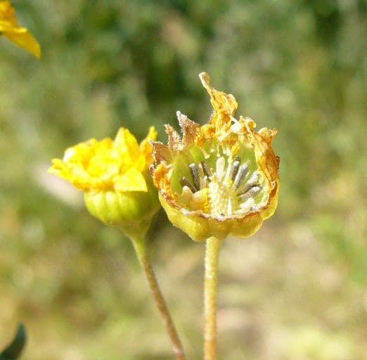 Goldfelds