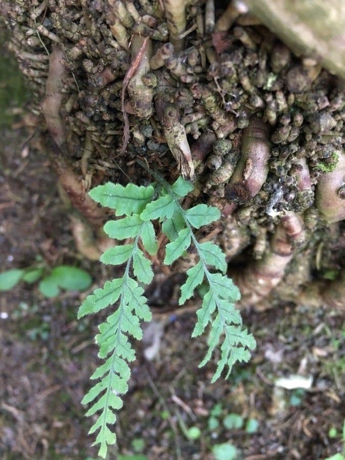 Polypodium californicum 8