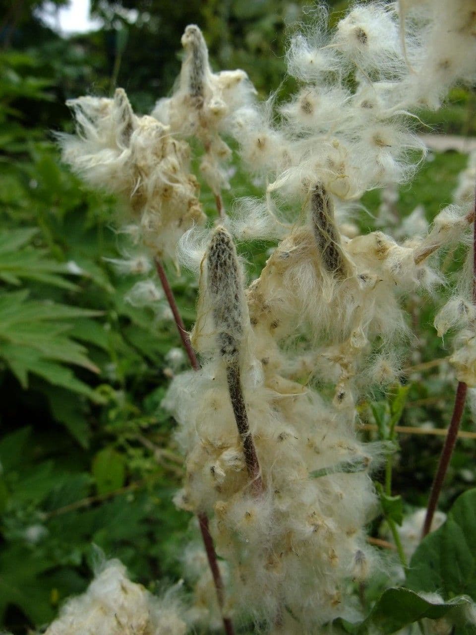 Anemone multifida 6
