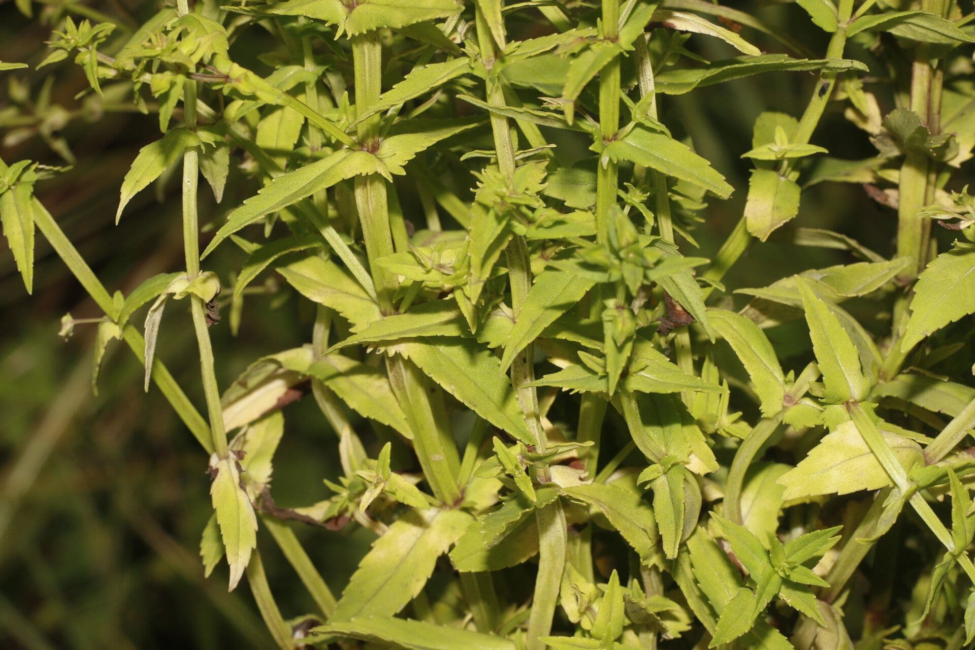Bacopa laxiflora 11