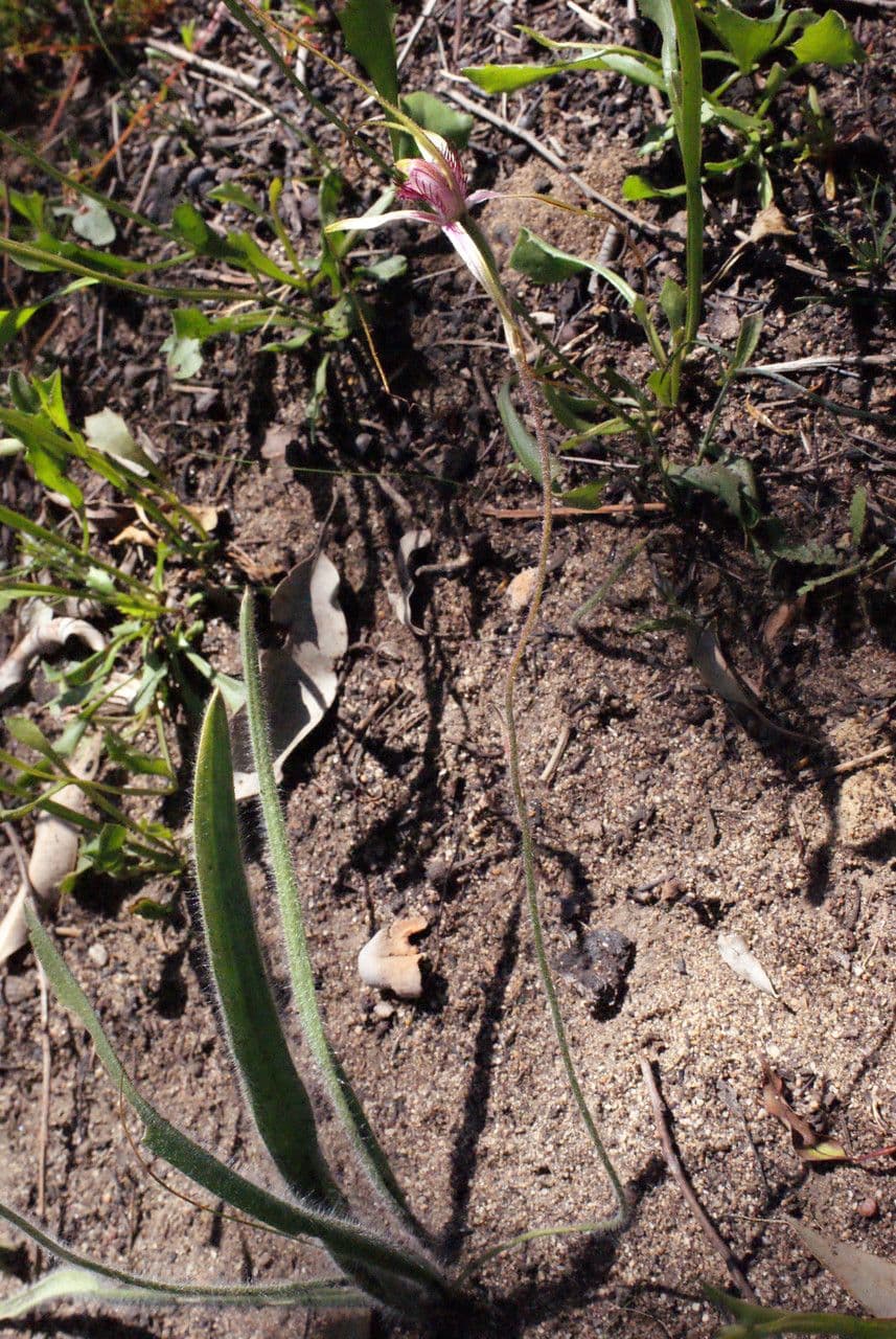 Caladenia denticulata 6