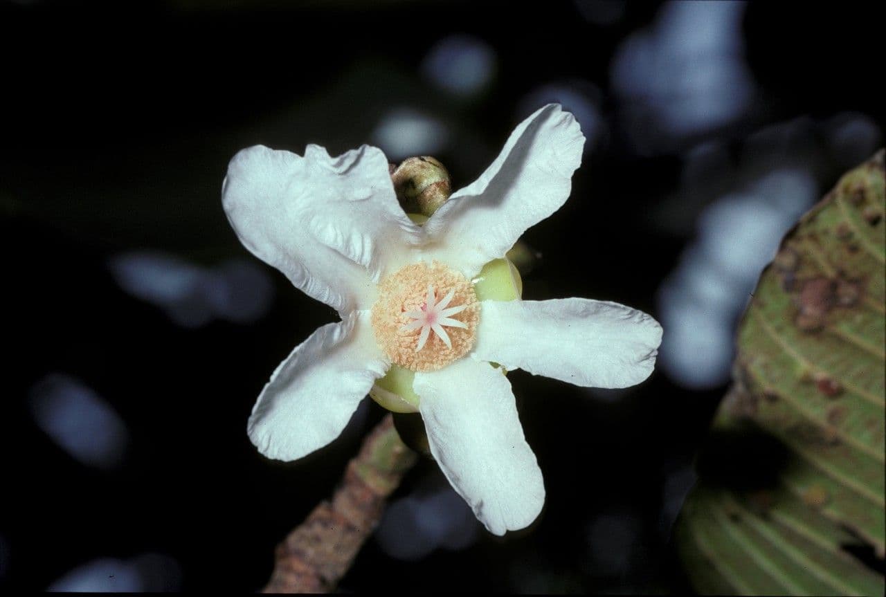 Dillenia