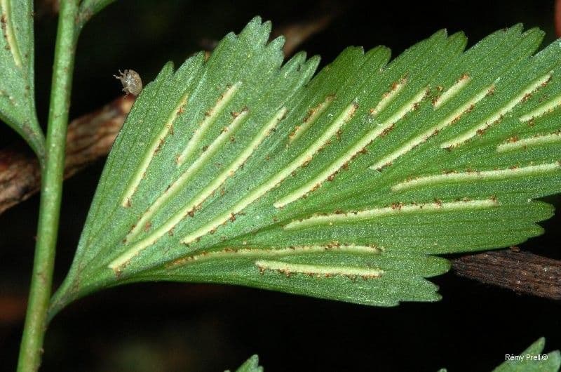 Asplenium polyodon 5