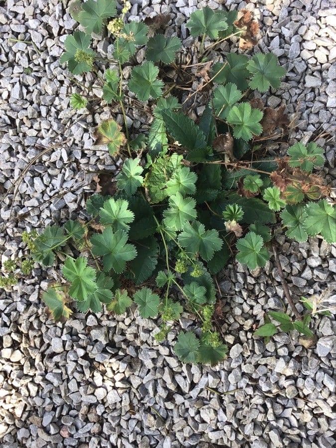 Alchemilla ibrida 3