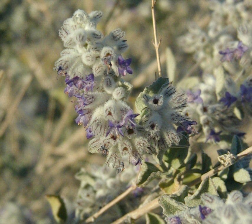 Lavanda del deserto 4
