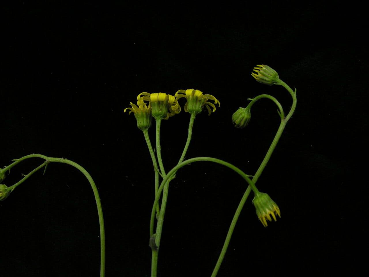 Gynura 4