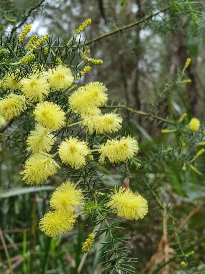Acacia verticillata 6