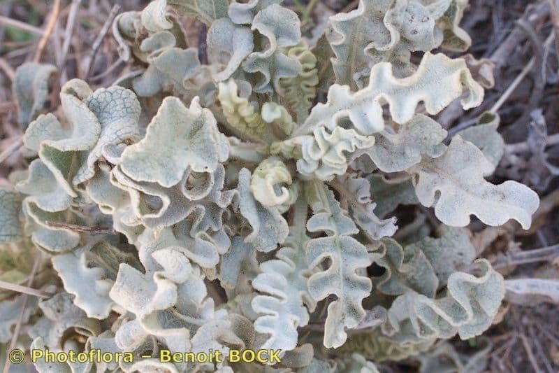 Mullein 14