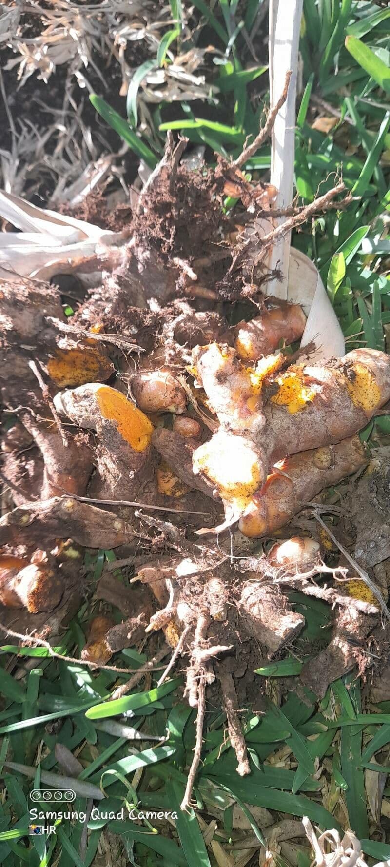 Curcuma 22