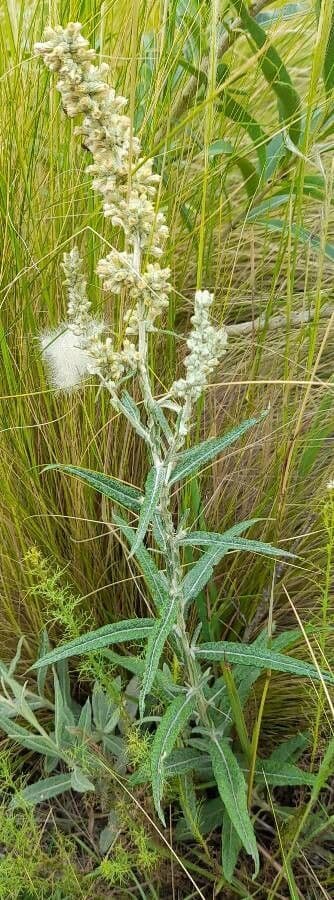 Pterocaulon