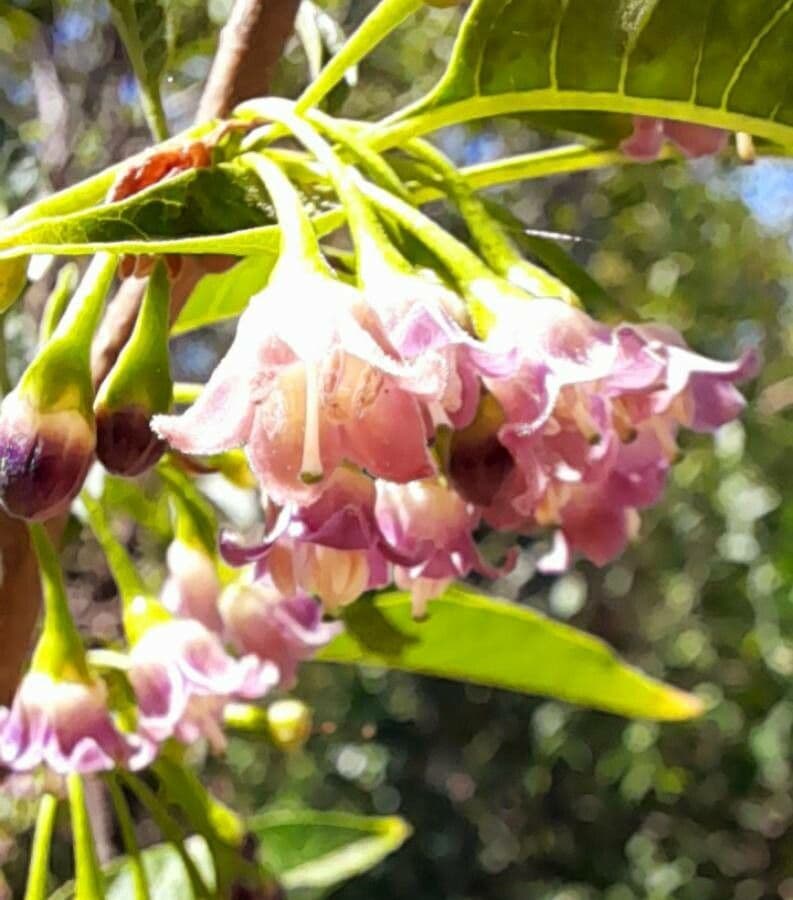 Vassobia breviflora 8