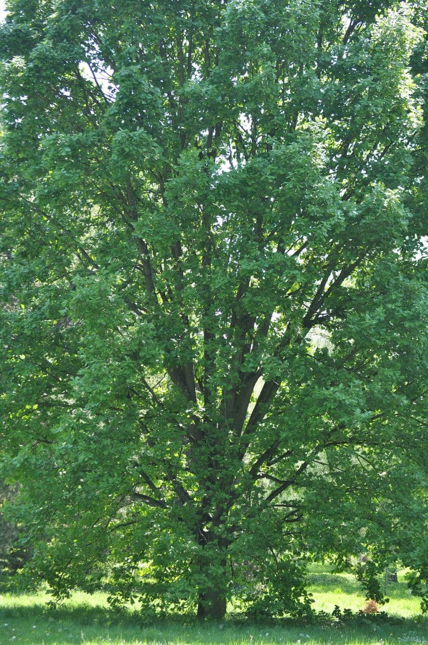 Ungarische Eiche 11