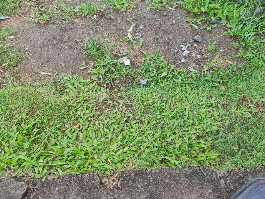 Zoysia 5