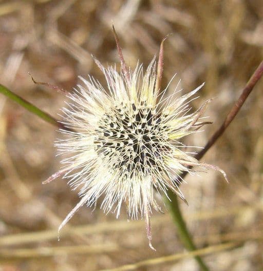 Tolpis barbata 5