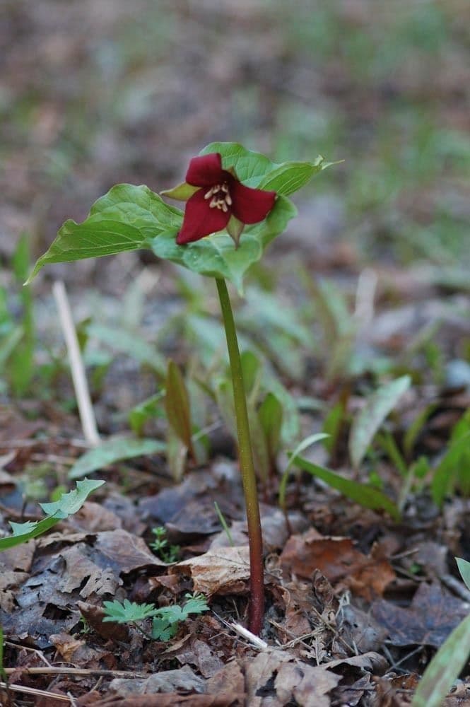Trillium eretto 14