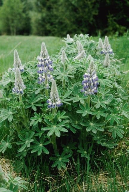 Nootka-Lupine 9