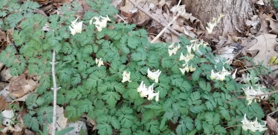 Dicentra de capucha 20